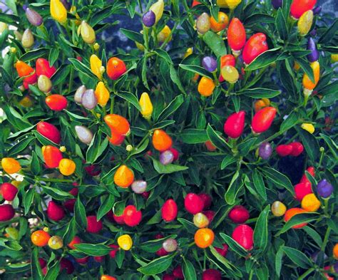 5 Edible Plants That Double as Decor | Pepper plants, Hot peppers plants, Pepper seeds