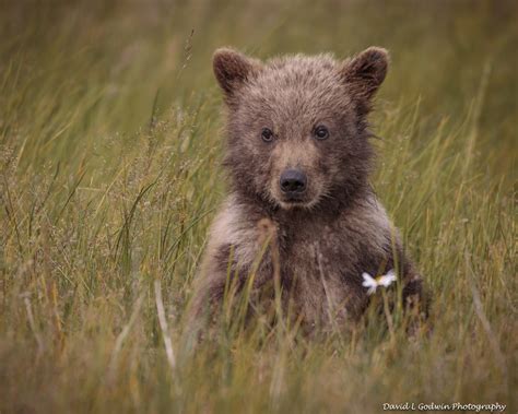 More Cute Cubs - Photographing Grizzly Bears - Part 7 - David L Godwin Photography