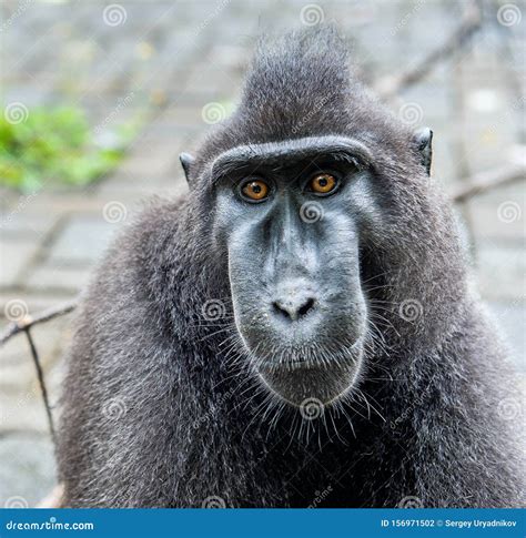 The Celebes Crested Macaque. Crested Black Macaque, Sulawesi Crested Macaque, or the Black Ape ...