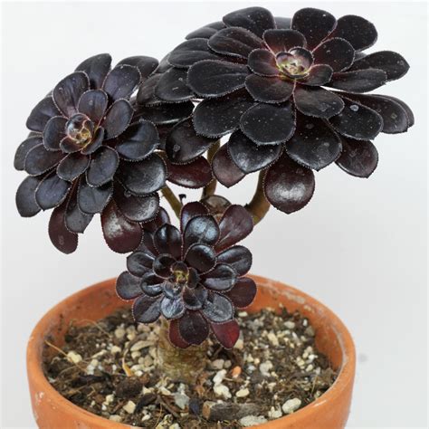 Aeonium arboreum „Nigrum“