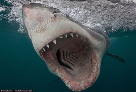 Terrifying Pictures of Merciless White Sharks Caught On Camera (с изображениями) | Большая белая ...