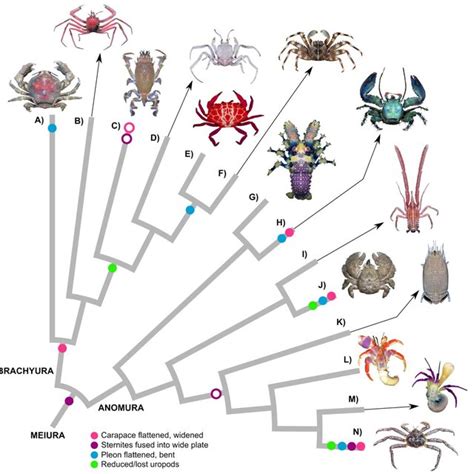 Gross morphology in the convergent evolution of representative true... | Download High ...