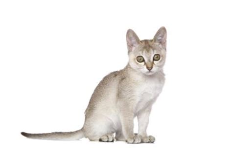 Singapura Cat History and Characteristics | LoveToKnow