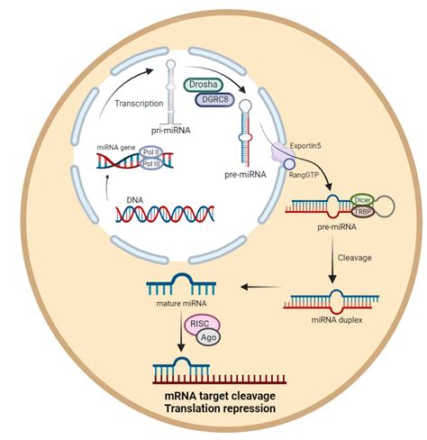 IJMS | Free Full-Text | Micro-Players of Great Significance—Host microRNA Signature in Viral ...