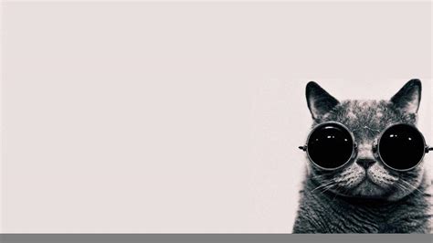 34 Perfect Cat Wallpaper With Glasses Free To Download | EWallpaperStock