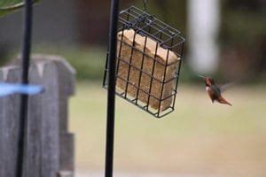 Hummingbirds Eating Suet? - Wild Birds Unlimited | Wild Birds Unlimited