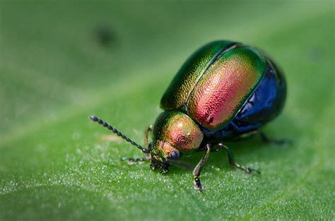 Colourful beetle | Beetle, Insects, Color