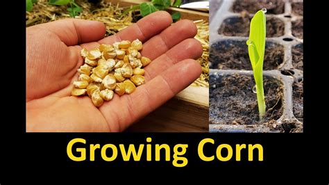 Growing Corn - Part 1 Planting and Germinating - YouTube