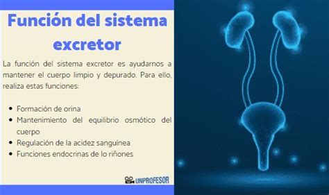 Órganos del sistema EXCRETOR y sus funciones