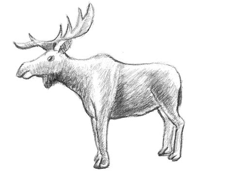 How To Draw a Moose - EASY Drawing Tutorial!