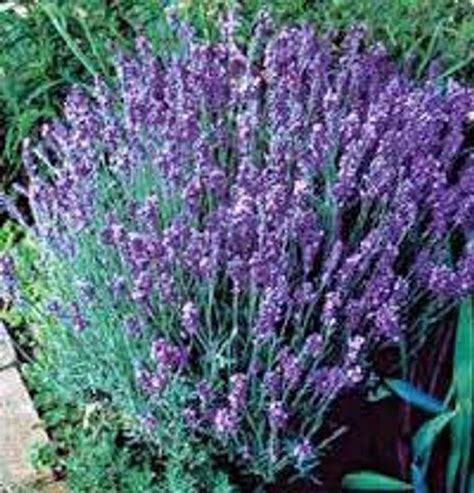 Medicinal Plant Lavender - Medicinal Plant