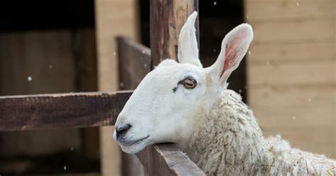 Border Leicester Sheep Breed Information, History & Facts