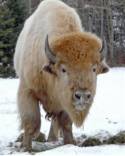 White Buffalo (Bison) | Blizzard was born in June 2005 in th… | Flickr