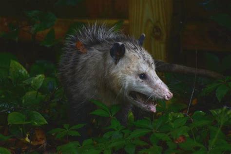 60+ Opossum Teeth Stock Photos, Pictures & Royalty-Free Images - iStock