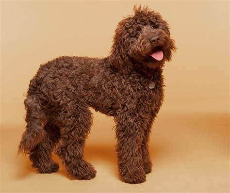 Labradoodle Dog Breed » Everything About Labradoodles