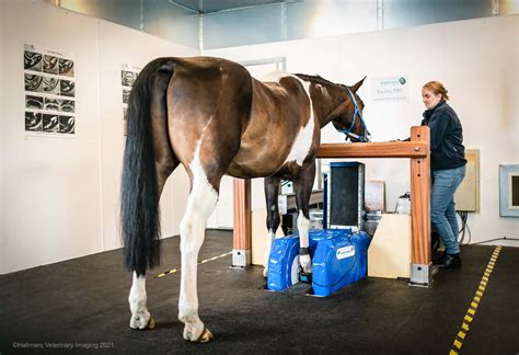 Standing Equine MRI for Horses | Hallmarq Veterinary Imaging