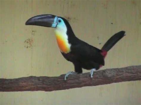 Channel bill toucan's call at EFBG - YouTube