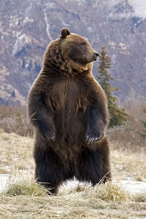 Animals That Live in Romania - The Adventures of Kiara Yew | Grizzly ...