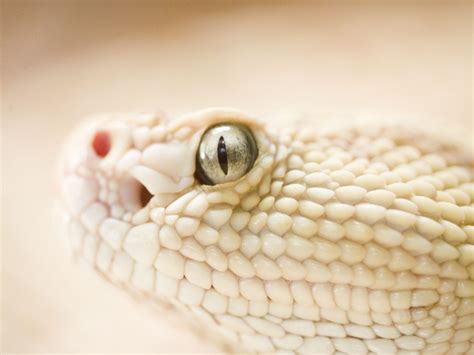 Grey snake eye Wallpaper - SaversPlanet.com