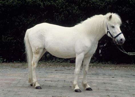 The Dosanko, also known as the Hokkaido Horse, is one of the eight ...