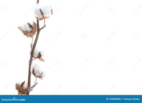 Raw Cotton in a White Background Stock Image - Image of background, studio: 128288965