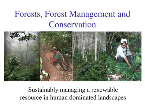 PPT - Forests, Forest Management and Conservation PowerPoint Presentation - ID:7061270