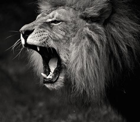 Roaring Lion Wallpapers - Top Free Roaring Lion Backgrounds ...