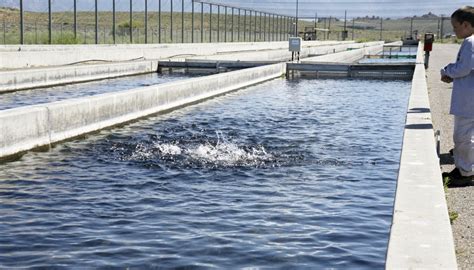 Trout Fish Farming | Sciencing