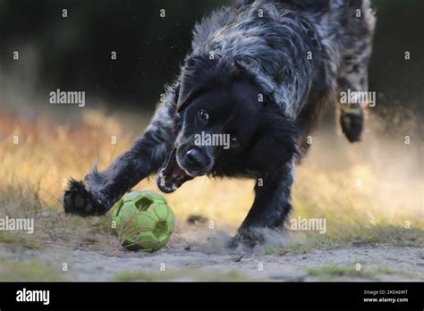 playing Epagneul Breton Stock Photo - Alamy