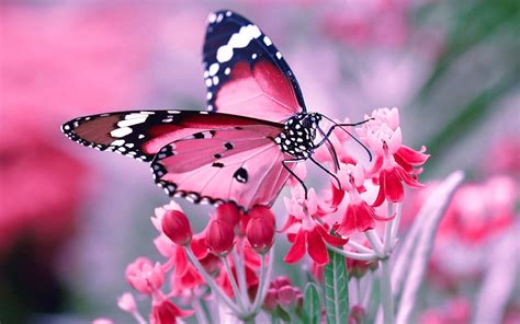 Flower Butterfly Wallpaper Free Download