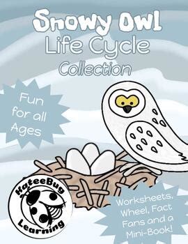 Snowy Owl Life Cycle Collection | From Tracing to Fact Fans | Multiple Grades