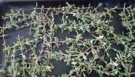 How do you harvest thyme? - Gardening Channel