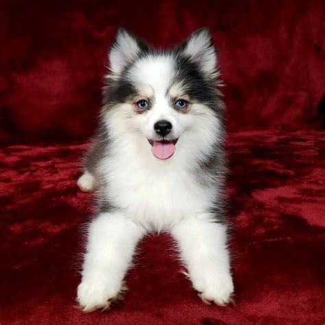 Teacup Pomsky 101: Your Guide to Raising This Tiny Pup - BorderCollieHealth