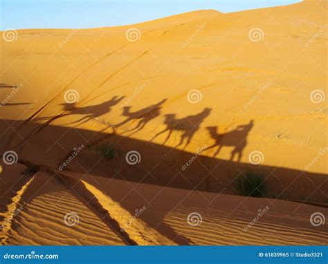 Camel shadow in desert stock image. Image of tunisia - 61839965