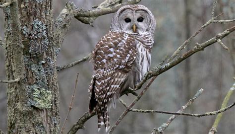 Barred Owl – Facts, Size, Sounds, Habitat, Pictures