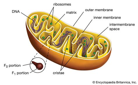 6 Cell Organelles | Britannica