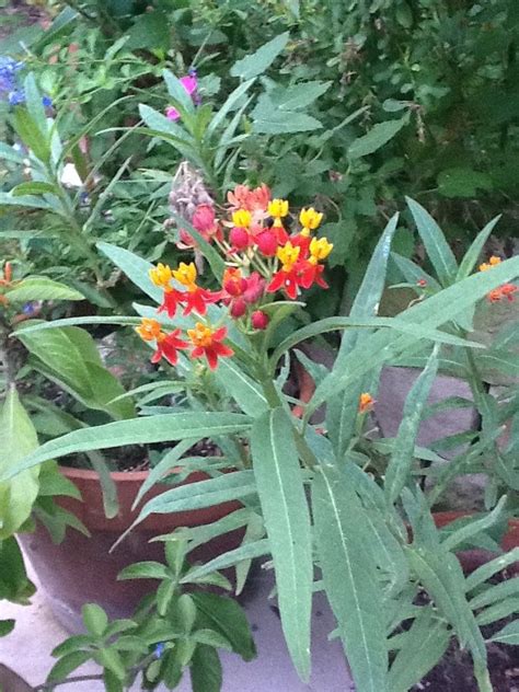 Butterfly bush. Native | Texas gardening, Butterfly bush, Plants