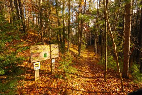 Forest | Oneida county, Wisconsin travel, Wisconsin waterfalls