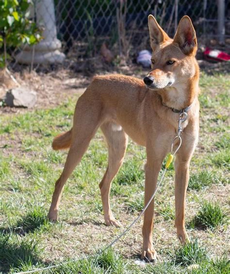 Basil, my F1 coydog. The product of an oopsie between a male coyote and ...