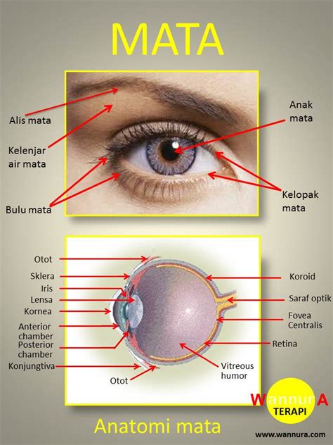 BiologiZone: INDERA PENGLIHATAN (MATA)