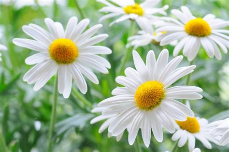 Daisy Flower Meaning and Symbolism (Ultimate Guide) (2023)