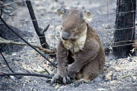 Australia’s record-breaking bushfires that affected the Animal Kingdom - ViralAim