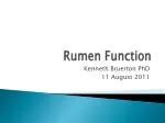 PPT - Rumen Motility PowerPoint Presentation, free download - ID:150488