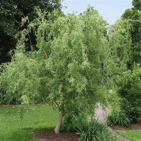 Corkscrew Willow Trees for Sale – FastGrowingTrees.com