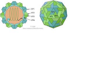 The Virology Blog: Specific Viral Families: Picornaviridae