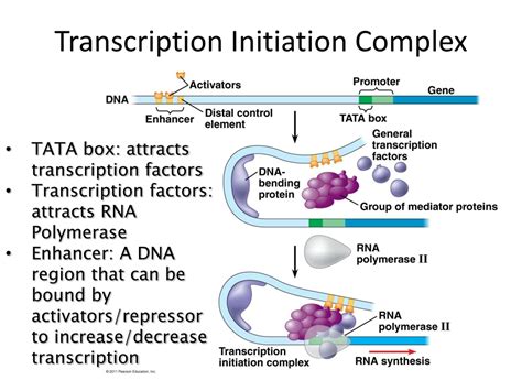 PPT - Regulation of Gene Expression by Eukaryotes PowerPoint Presentation - ID:8916515