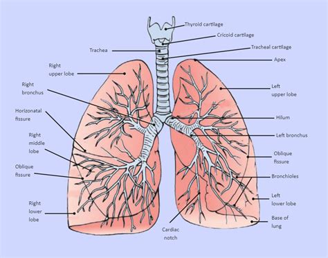 Pin on Science Diagram Ideas & Templates