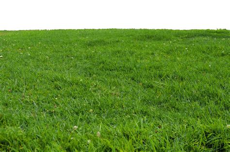 Grass PNG Images Download
