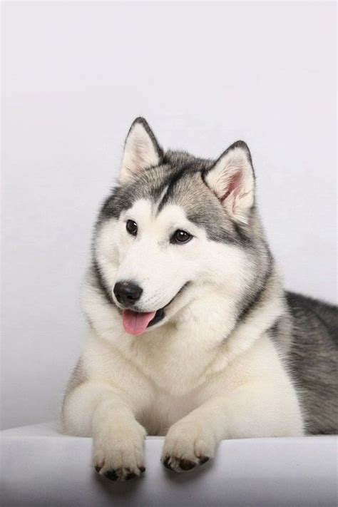 Huskie | Smiling dogs, Cute animals, Dog breeds