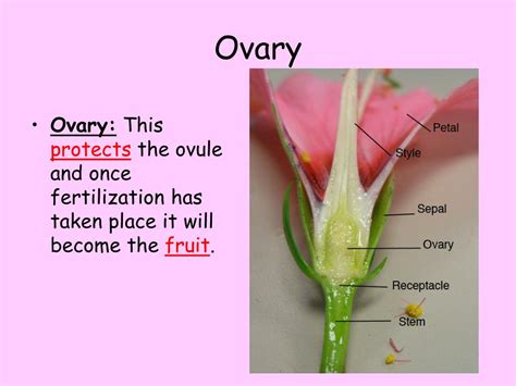 PPT - FLOWER DISSECTION PowerPoint Presentation, free download - ID:6830570
